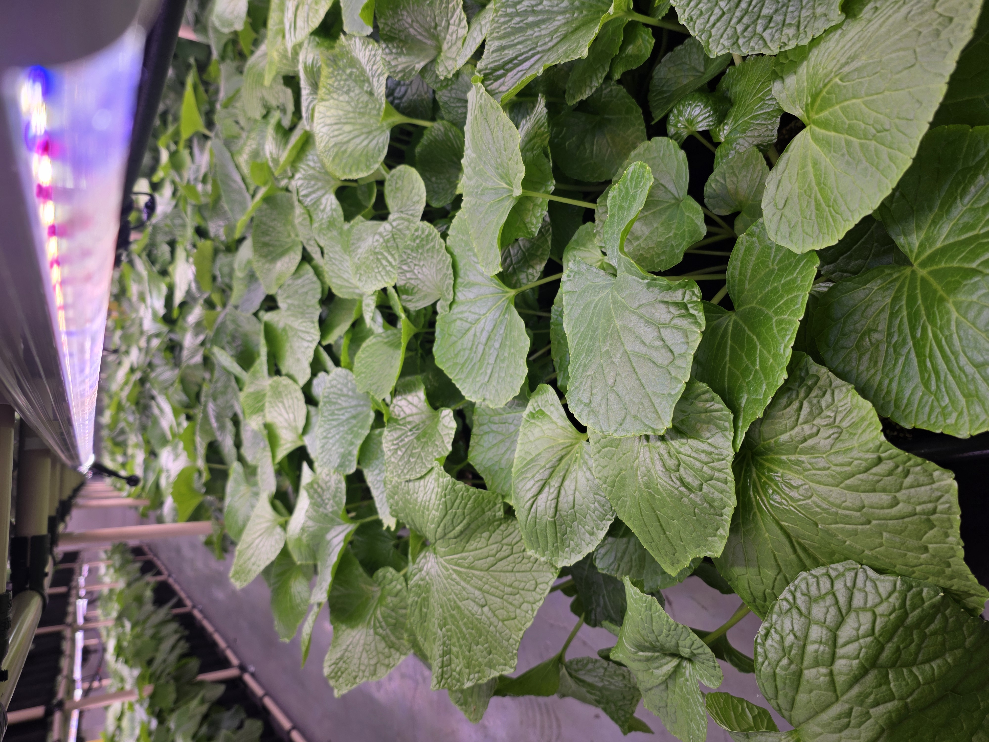 LED 아래 와사비 잎